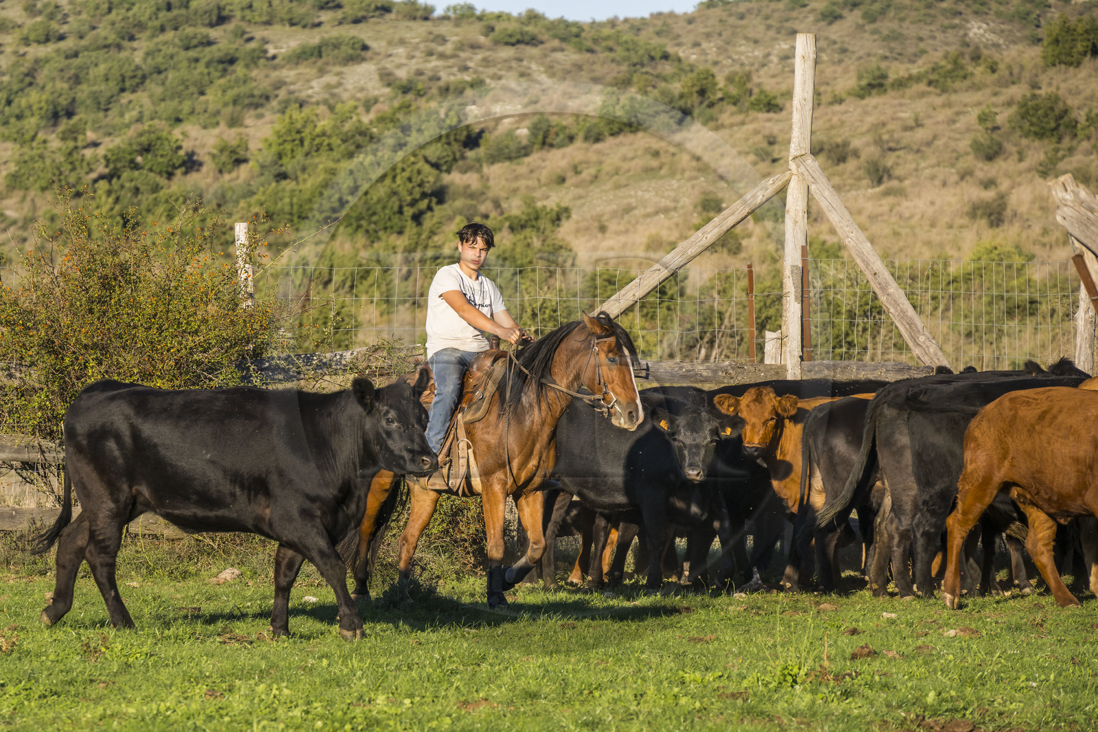 France, Herault, the Causses and the Cevennes, Mediterranean agro pastoral cultural landscape, listed as World Heritage by UNESCO, La Vacquerie et Saint Martin de Castries, the Mas de Cisco ranch, Julian and his brother Charlie Amposta practice herding the cows