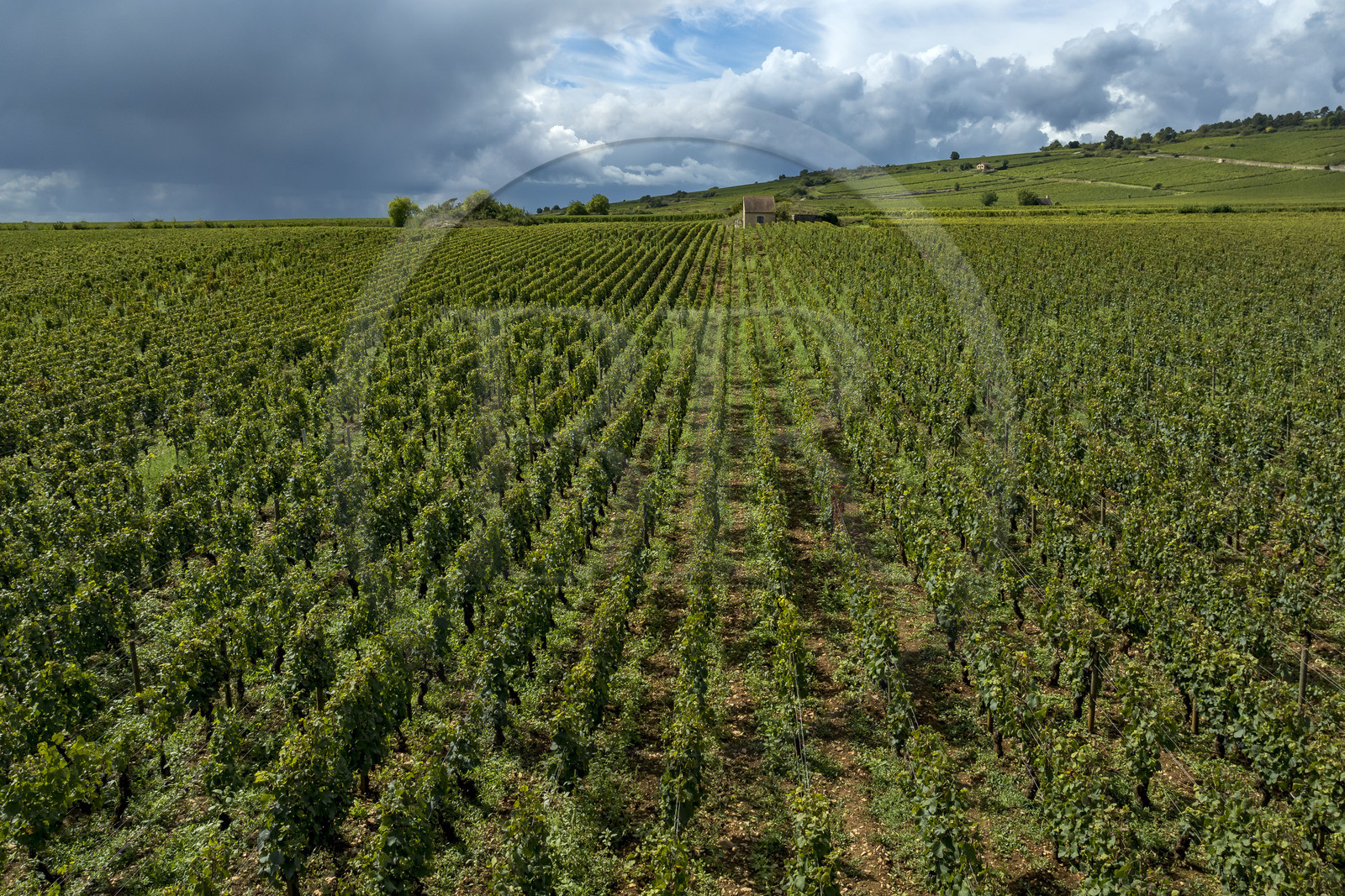 France, Côte-d'Or (21), les climats de Bourgogne classés Patrimoine Mondial de l'UNESCO, Route des Grands Crus, vignoble de la Côte de Beaune, Beaune La Montagne, vignobles des Hospices de Beaune le Clos des Avaux, un AOC Beaune 1er cru (vue aérienne)