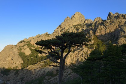 France, Corse du Sud, Alta Rocca, Aiguilles de Bavella (Bavella Needles), the alpine variante of the GR 20 (Grande Randonnée itinerary)