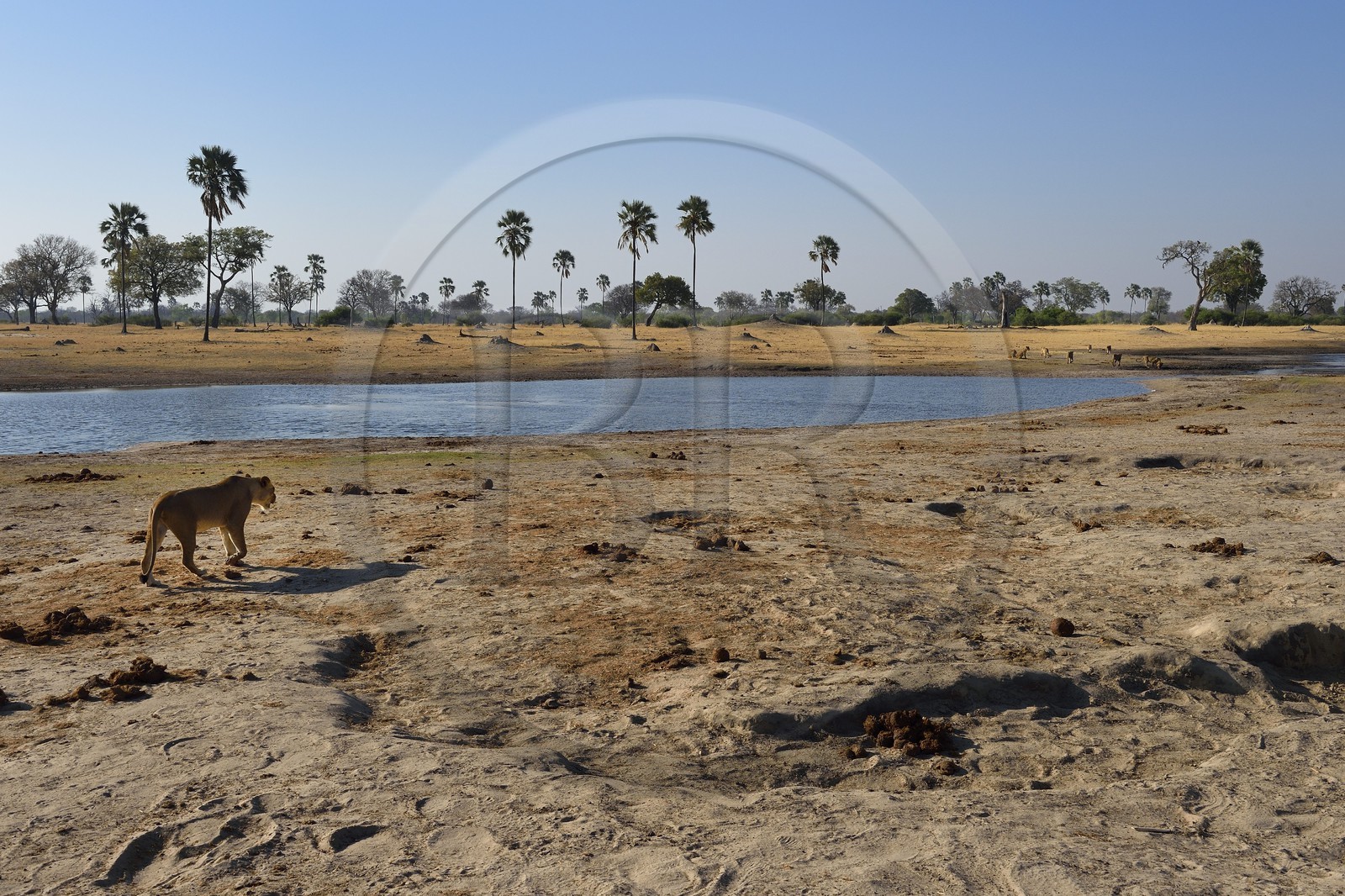 Zimbabwe, province de Matabeleland septentrional, parc national Hwange, groupe de lions (Panthera leo) autour d'un point d'eau