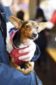 France, Bas Rhin, Strasbourg, old town listed as World Heritage by UNESCO, Christmas market (Christkindelsmarik), dog dressed for winter