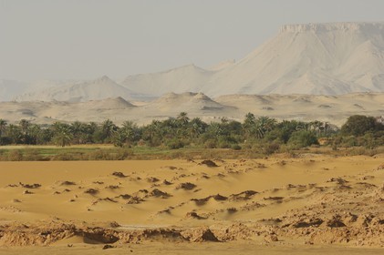 Egypte, désert libyque, oasis de Dakhla, travaux des champs