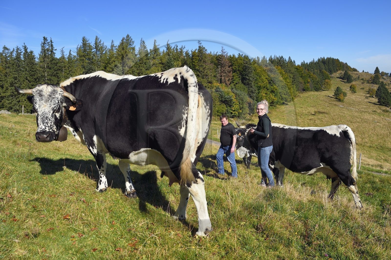 France, Haut-Rhin (67), Wasserbourg, Ferme-auberge Buchwald, le marcaire Michel Wehrey et sa fille Julie avec ses vaches de race vosgiennes