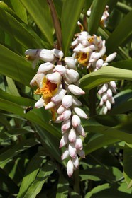 France, Alpes-Maritimes (06), Menton, Jardin botanique exotique du Val Rahmeh, Alpinia zerumbet