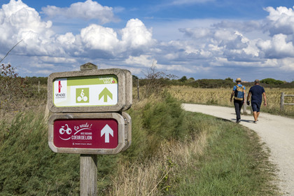 France, Vendée (85), Talmont Saint Hilaire, Guittière marshes in the hinterland of Pointe du Payré
