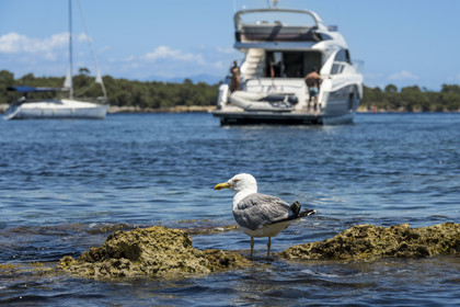 France, Alpes-Maritimes, Cannes, kayaking in the Lerins Islands, passage in the stretch of sea between the two islands of Lérins, the islands of Saint-Honorat and Sainte-Marguerite