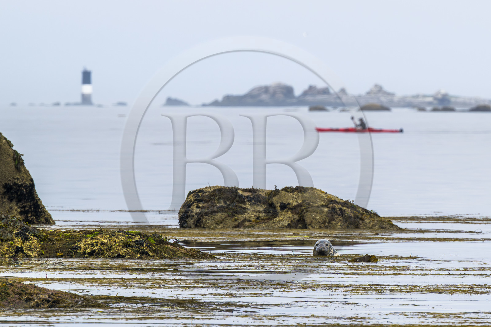 France, Finistère (29), Penmarch, archipel des Étocs, sortie en kayak du Centre nautique du Guilvinec à la découverte du phoque gris (halichoerus grypus) dans les rochers à marée basse
