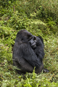 Rwanda, Province du Nord, Parc National des Volcans dans la chaine des Monts Virunga, mont Karisimbi, gorille des montagnes (Gorilla beringei beringei) du groupe Susa, male appelé dos argenté (silverback)