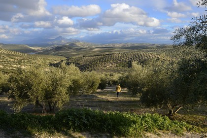 Spain, Andalusia, Jaén Province, olive groves south of Martos between Baena and Alcaudete, the Sierra Magina in the background