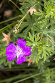 France, Côtes d'Armor (22), Grand Site de France Cap d'Erquy – Cap Fréhel, Erquy, Géranium sanguin (Geranium sanguineum)