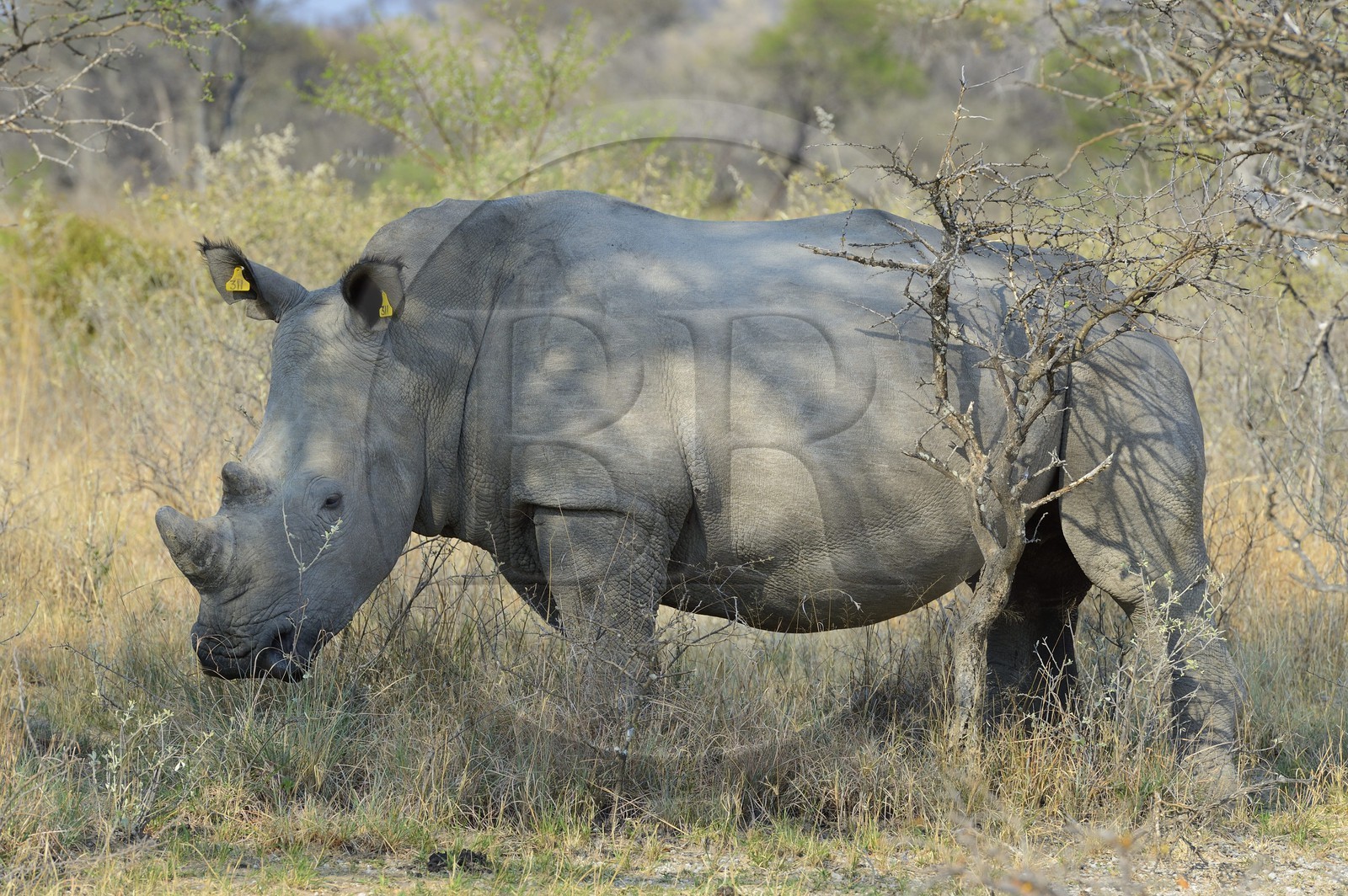 Zimbabwe, province de Matabeleland méridional, Matobo ou Matopos Hills National Park, classé Patrimoine Mondial de l'UNESCO, rhinocéros blanc (Ceratotherium simum), jeune adulte d'environ 7 ans