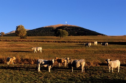 France, Pyrénées-Orientales (66), vaches au pâturage sur le haut-plateau de la Cerdagne