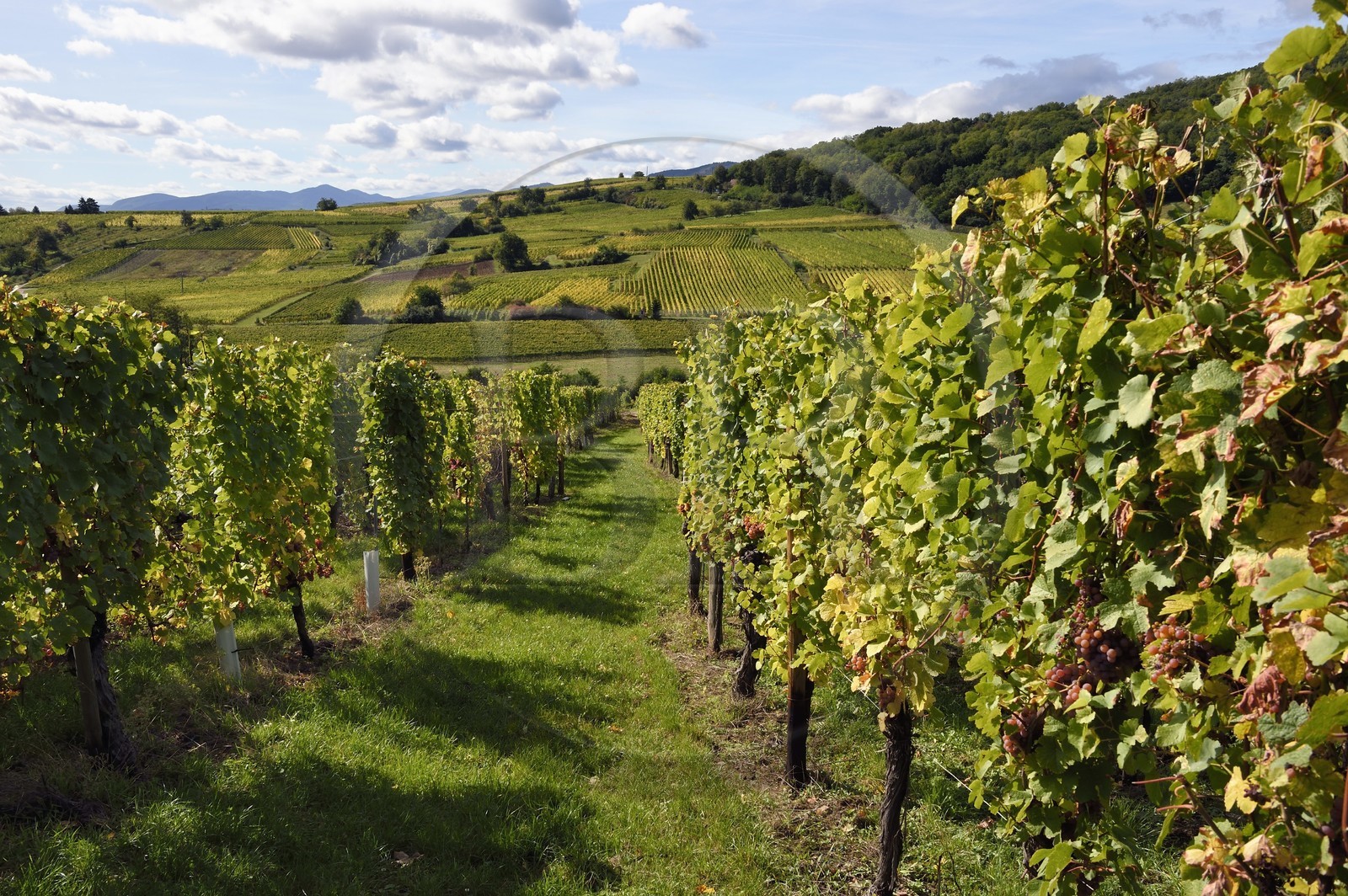 France, Haut-Rhin (68), Route des vins d'Alsace, Bergheim, vignoble du grand cru Altenberg France, Haut-Rhin (68), Route des vins d'Alsace, Bergheim, vignoble du grand cru Altenberg