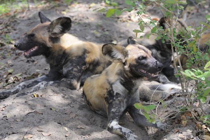 Tanzanie, Reserve de gibier de Selous une des plus grandes zones protégées au monde et inscrite sur la liste du patrimoine mondial de l’Unesco depuis 1982, le lycaon (Lycaon pictus) ou cynhyène est un mammifère carnivore de la famille des canidés, Il est aussi appelé «  loup peint » ou « chien sauvage africain »