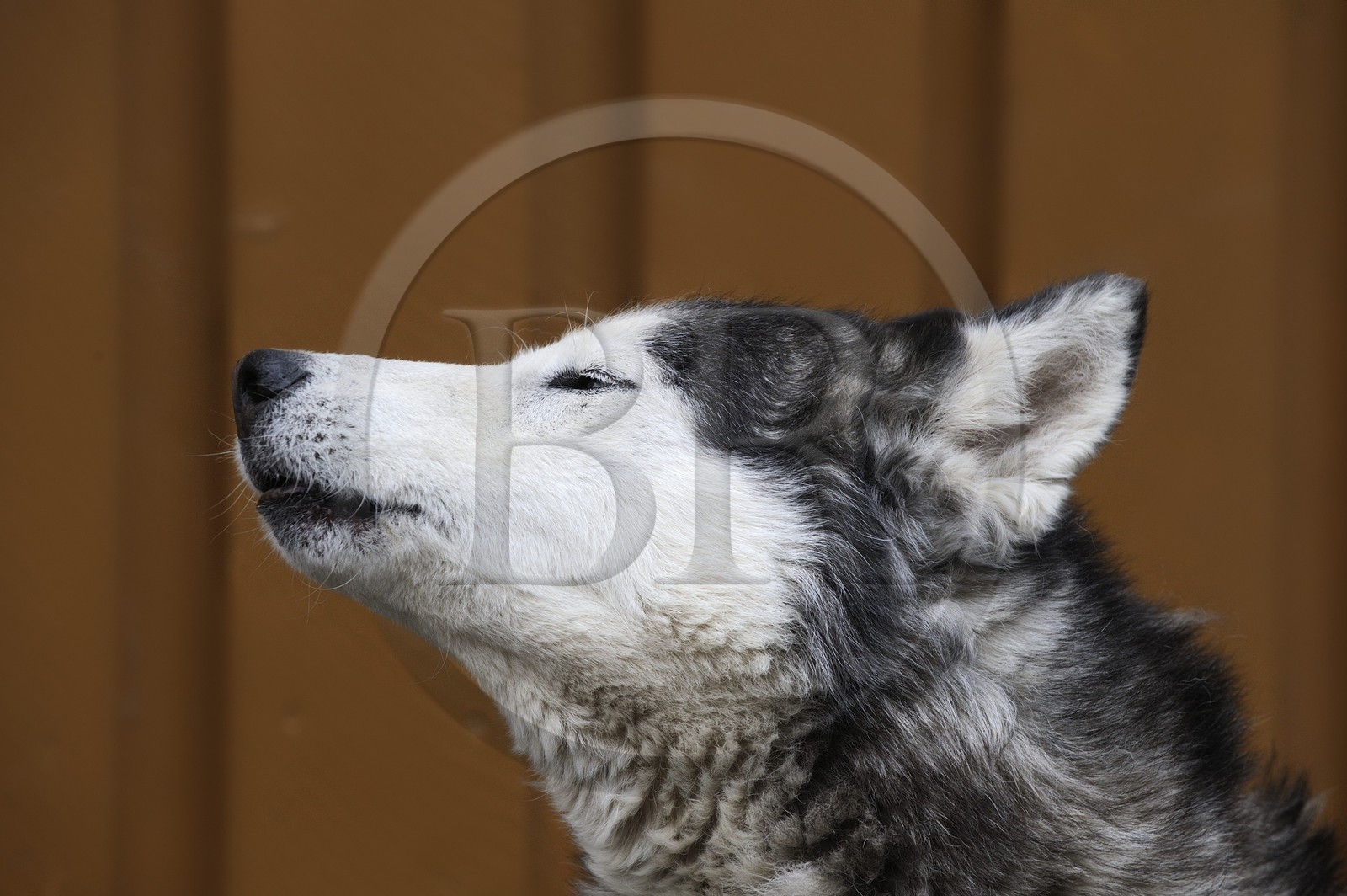 Norvège, Svalbard (Spitzberg), Longyearbyen, le chien de traineau Husky de sibérie