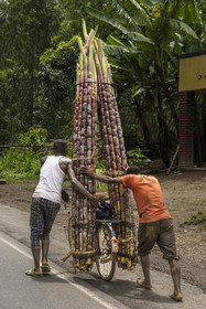 Rwanda, Province du Nord, District de Musanze (Ruhengeri), transport de canne à sucre sur une bicyclette sur la route de Kigali, les bicyclettes sont le principal moyen de transport local