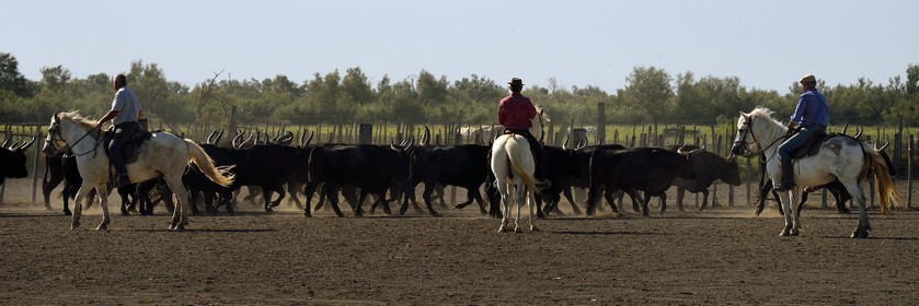 France, Bouches du Rhone, Parc naturel regional de Camargue (Regional Natural Park of Camargue), manade Jacques Mailhan, Camargue bull called Raco di Biou, the gardians sort the bulls