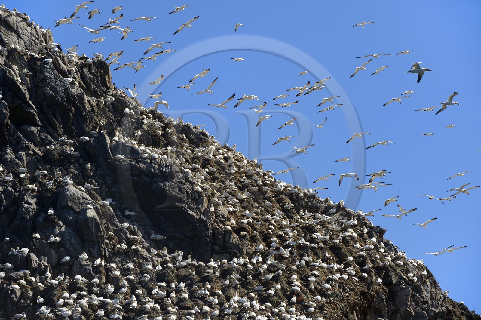 France, Cotes-d'Armor, Perros-Guirec, Sept-Iles Archipelago and bird sanctuary, Rouzic island, northern gannets colony (Morus bassanus), single point of nesting in France for more than 20,000 couples