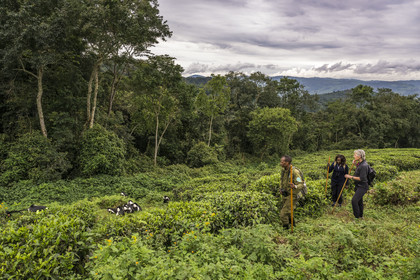 Rwanda, Province de l’Ouest, Gisakura, Parc national de Nyungwe, le garde de African Parks Claver Mtoyinkima guidant des touristes sur la piste des Colobes de Ruwenzori (Colobus angolensis ruwenzorii) pendant un safari à pied dans la forêt tropicale humide naturelle bordée par les plantations de thé