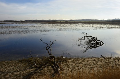 France, Indre, Berry, Parc Naturel Regional de la Brenne (Natural Regional Park of La Brenne), Purais pond