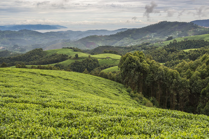 Rwanda, Province de l’Ouest, Gisakura, plantation de thé, le lac Kivu et les montagnes de la République démocratique du Congo en arrière plan