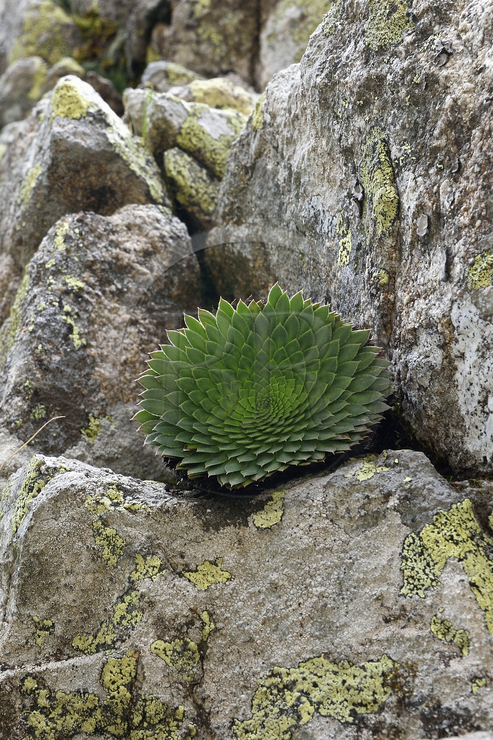 France, Alpes-Maritimes (06), parc national du Mercantour, vallée de la Valmasque, Saxifrage à nombreuses fleurs (Saxifraga florulenta) endémique et emblèmatique du Parc France, Alpes-Maritimes (06), parc national du Mercantour, vallée de la Valmasque, Saxifrage à nombreuses fleurs (Saxifraga florulenta) endémique et emblèmatique du Parc