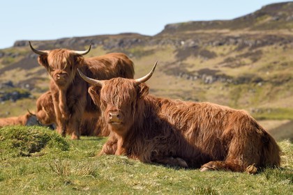 Royaume-Uni, Ecosse, Highland, Hébrides intérieures, Ile de Mull, vaches de race Highland