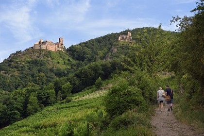 France, Haut Rhin, the Alsace Wine Route, Ribeauville, hikers on the way to Saint Ulrich Castle and Girsberg Castle on the right