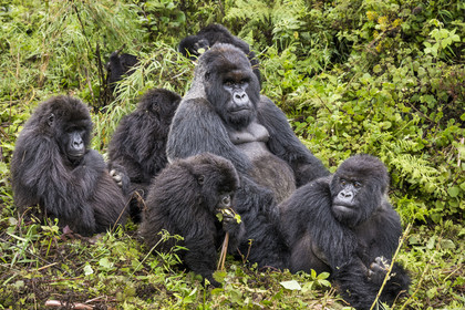 Rwanda, Province du Nord, Parc National des Volcans dans la chaine des Monts Virunga, mont Karisimbi, gorilles des montagnes (Gorilla beringei beringei), accouplement du male dos argenté (silverback) nommé Impuzamahanga qui est le male dominant du groupe Susa