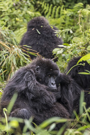 Rwanda, Province du Nord, Parc National des Volcans dans la chaine des Monts Virunga, mont Karisimbi, gorilles des montagnes (Gorilla beringei beringei) du groupe Susa