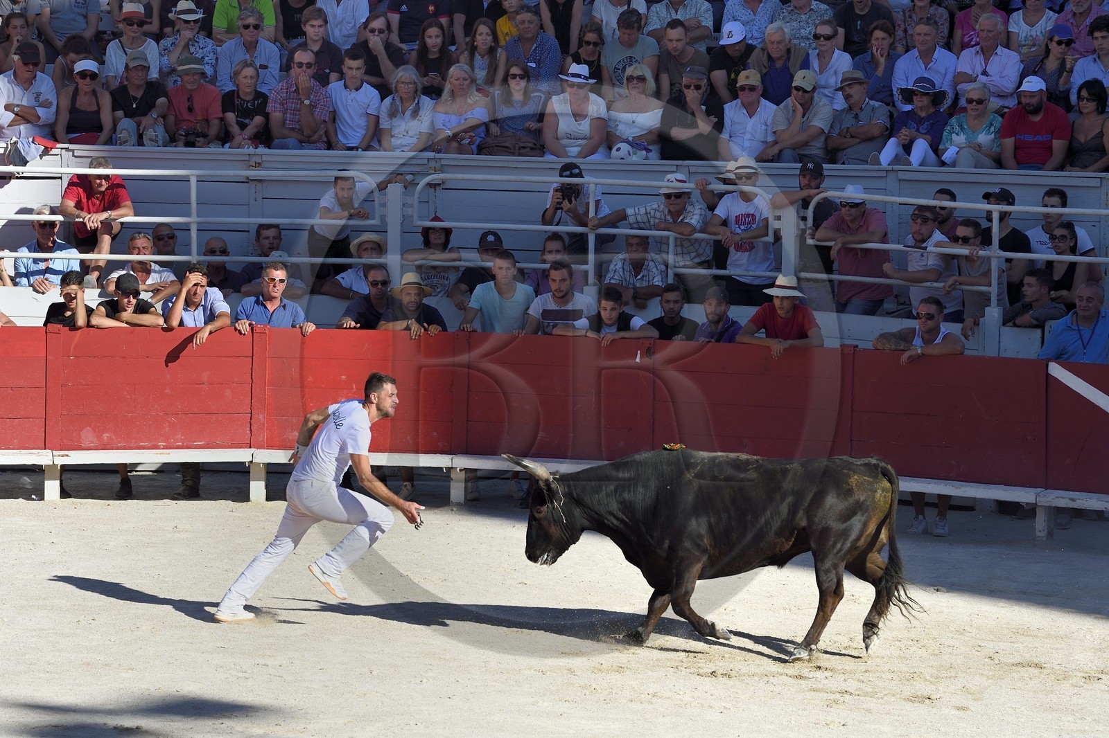 France, Bouches-du-Rhône (13), Arles, la course camarguaise  de la Cocarde d'Or aux Arènes, le raseteur Loic Auzolle