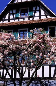 France, Bas Rhin, Hunspach, labelled Les Plus Beaux Villages de France (The Most Beautiful Villages of France), alsatian half timbered house