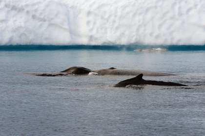 Groenland, cote ouest, baie de Disko, Ilulissat, fjord glacé classé Patrimoine Mondial de l'UNESCO qui est l’embouchure maritime du glacier Sermeq Kujalleq, baleines à bosse ou rorquals à bosse (Megaptera novaeangliae)