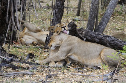 Tanzania, Selous Game Reserve is one of the largest fauna reserves of the world and designated a UNESCO World Heritage Site in 1982, lions (Panthera leo)