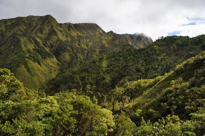 Caribbean, Dominica Island, Castle Bruce, Morne Trois Pitons National Park listed as World heritage by UNESCO, along the trail leading through the rainforest to the Desolation Valley and then to Boiling Lake