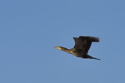 France, Haute-Corse (2B), l'étang de Biguglia (stagnu di Chjurlinu), réserve naturelle de Corse (RNC), cormoran