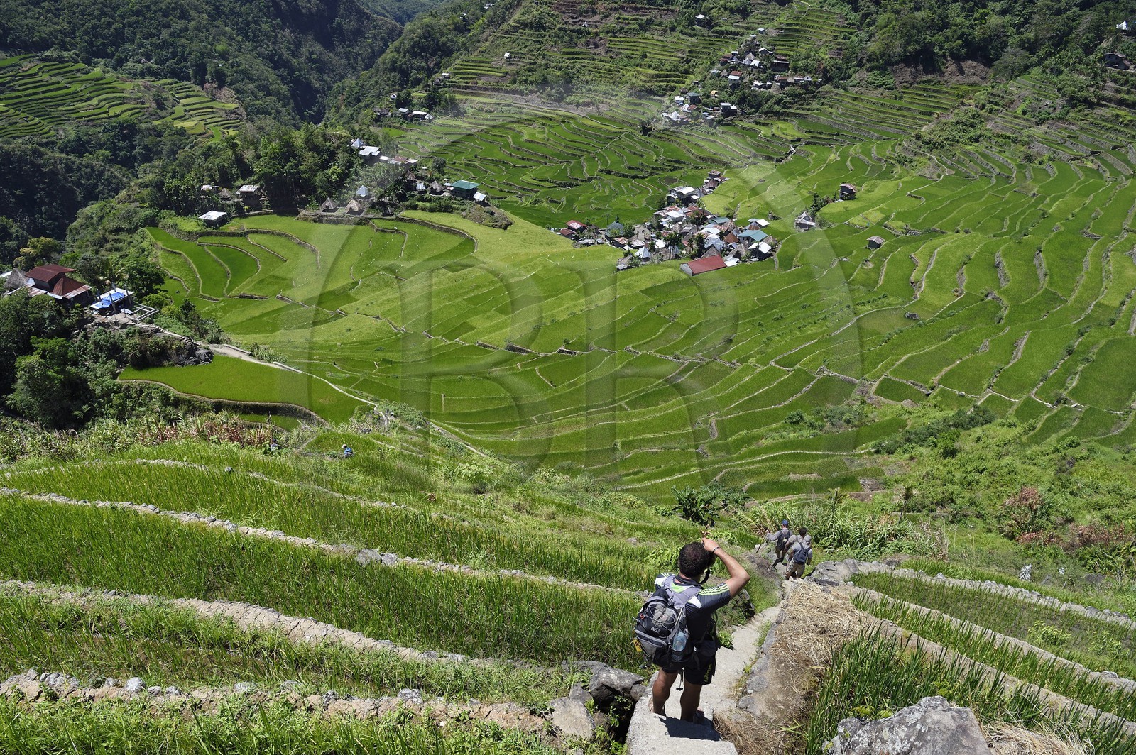 Philippines, province d'Ifugao, randonneur surplombant les rizières en terrasses de Banaue autour du village de Batad, classées Patrimoine Mondial de l'UNESCO