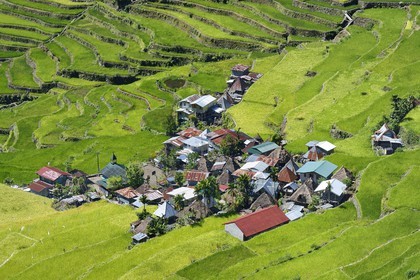 Philippines, province d'Ifugao, les rizières en terrasses de Banaue autour du village de Batad, classées Patrimoine Mondial de l'UNESCO