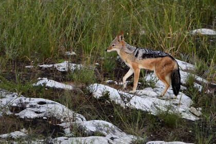 Namibia, Oshikoto region, Etosha National Park, black-backed jackal (Canis mesomelas)