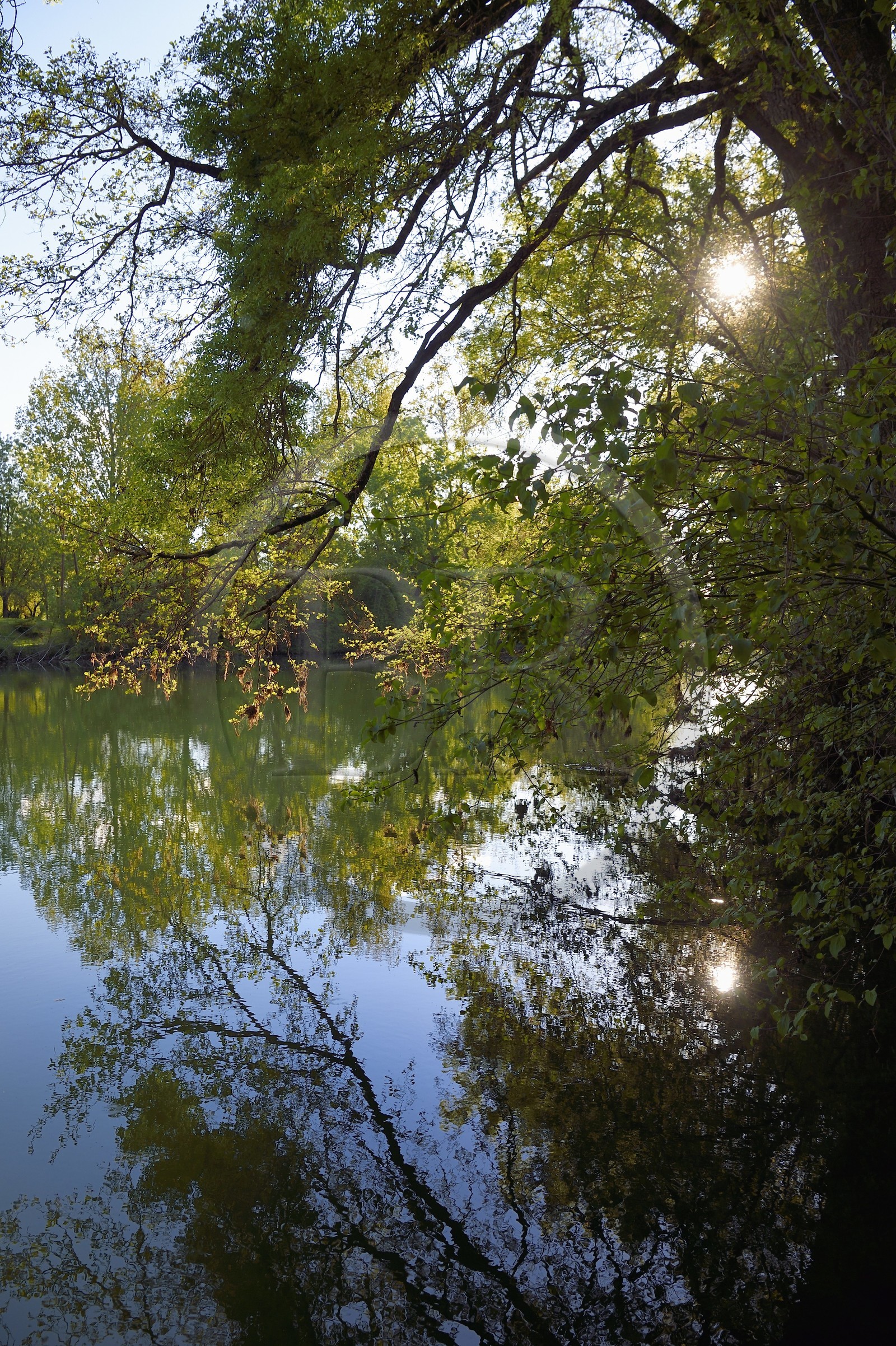 France, Charente (16), Saint-Simon, les bords de la Charente à Juac