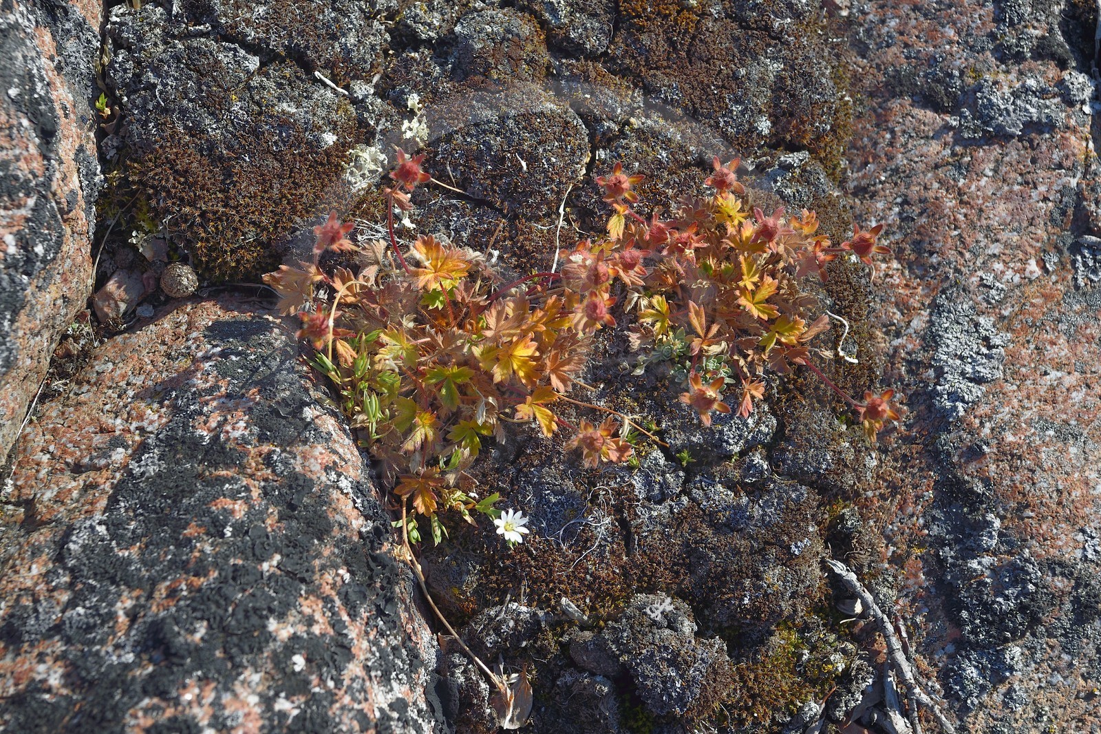Groenland, cote Nord-Ouest, Smith sound au nord de la baie de Baffin, Inglefield Land, site de Etah dans le Foulke fjord, pendant la courte période annuelle de floraison les plantes sont très colorées pour attirer les insectes pollinisateurs
