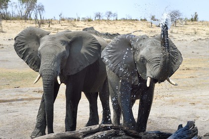 Zimbabwe, province de Matabeleland septentrional, parc national Hwange, éléphants sauvages d'Afrique (Loxodonta africana) autour d'un point d'eau
