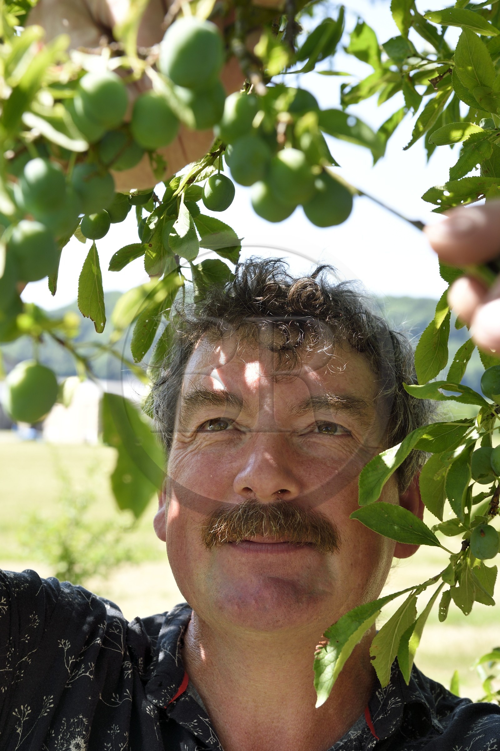 France, Meuse (55), Parc régional de Lorraine, Cotes de Meuse, Combres-sous-les-cotes, Domaine de Muzy, Jean-Marc Liénard évalue le potentiel de production des mirabelles encore vertes