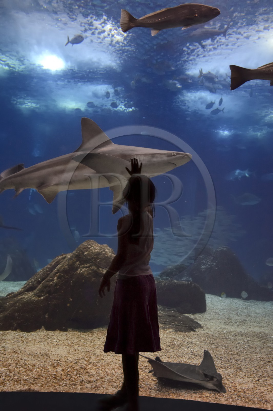 Portugal, Lisbonne, Parque das Nações (Parc des nations) construit pour l'exposition universelle de 1998, Oceanário (Oceanarium), aquarium