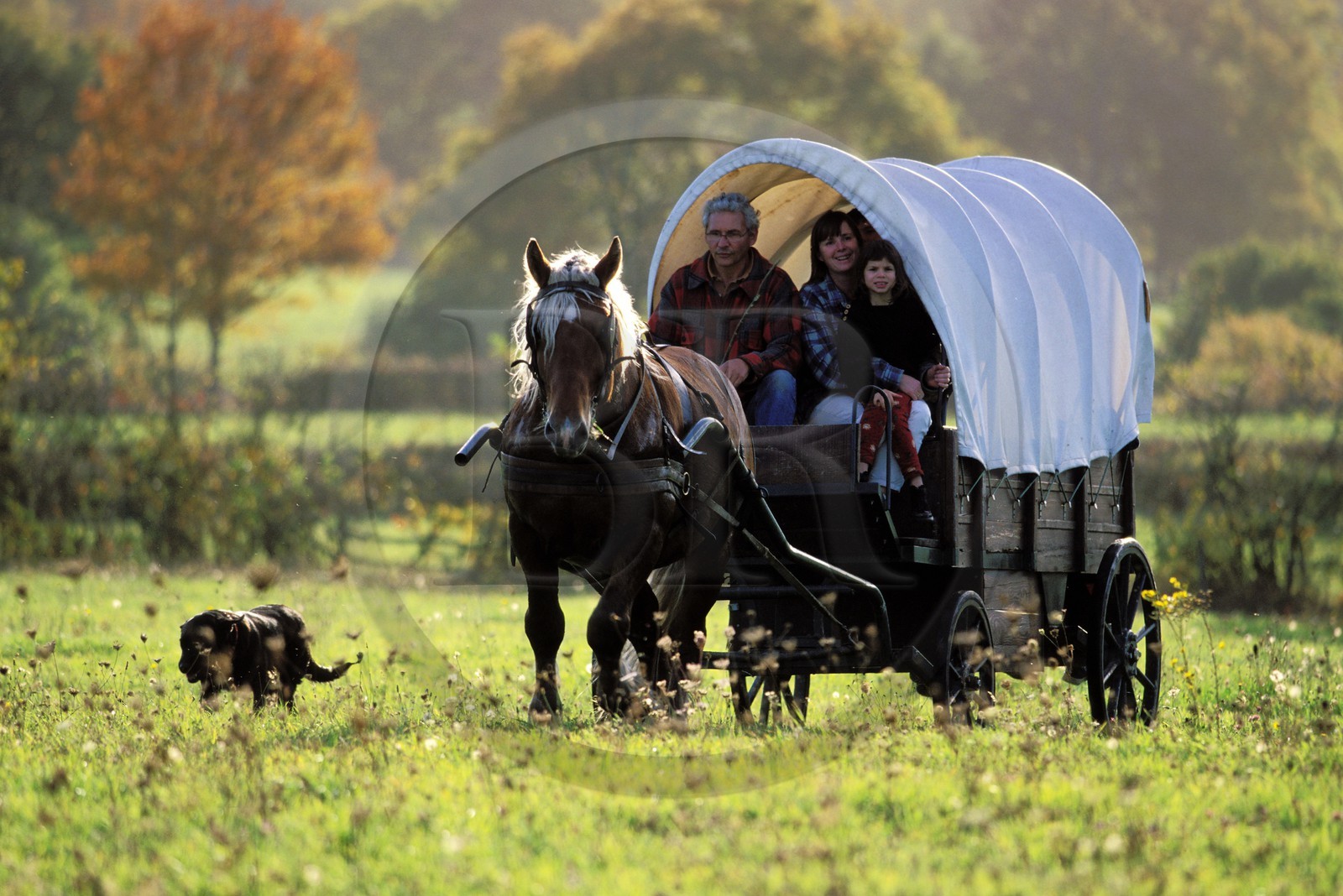 France, Saône-et-Loire (71), région du Morvan, roulotte traversant un pré, près de la Celle-en-Morvan