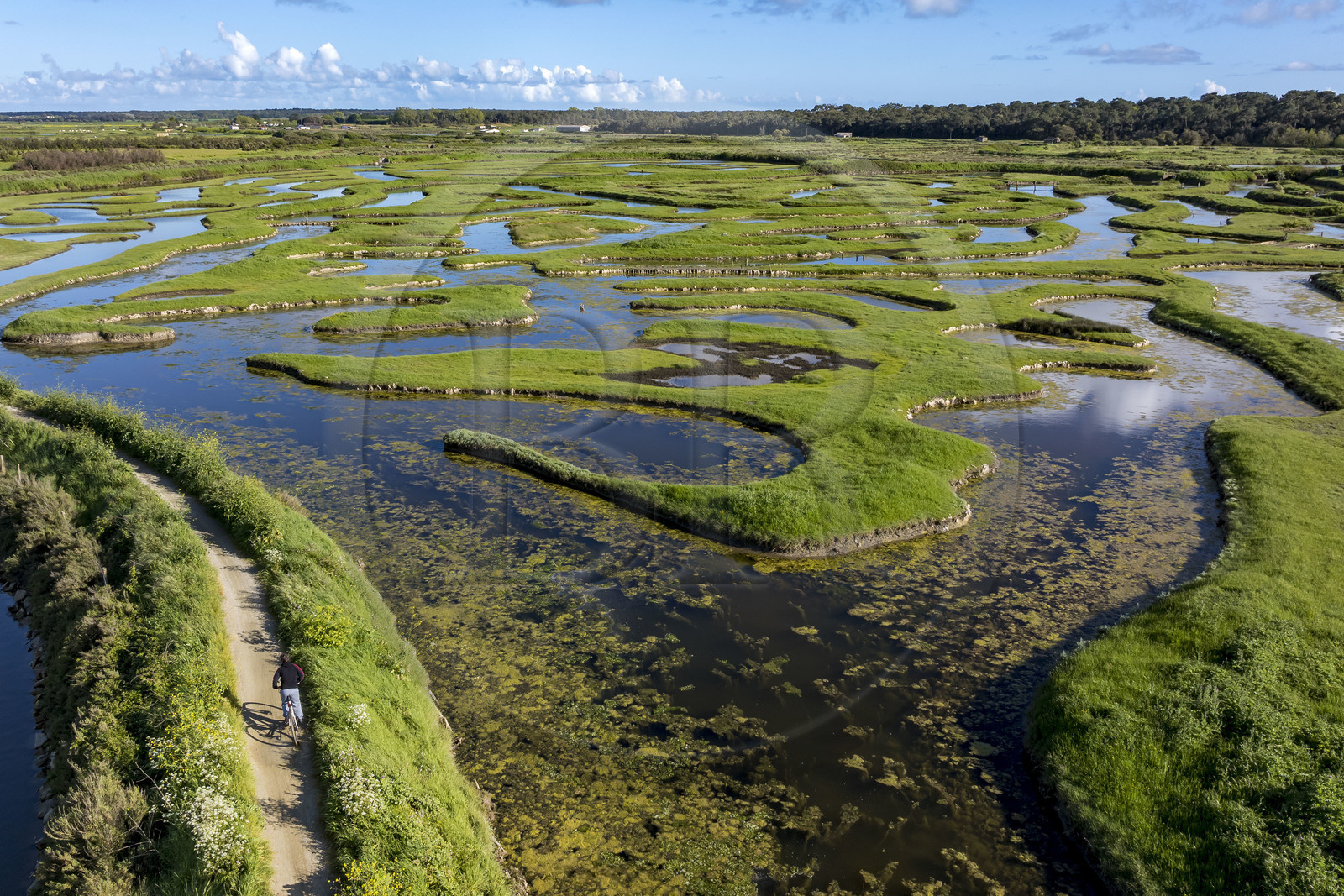 France, Vendée (85), Talmont-Saint-Hilaire, marais de la Guittière dans l'arrière pays de la Pointe du Payré, cycliste sur la piste de la véloroute Vendée Vélo Tour et Vélodyssée au passage du Cul d’Ane, marais aménagés pour la pisciculture de dorades, mulets et anguilles (vue aérienne)