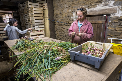 France, Finistère, Iroise Sea, Molene archipelago, Quemenes Island, organic and energy self-sufficient Quemenes farm, Johan prepares the shallots for sale