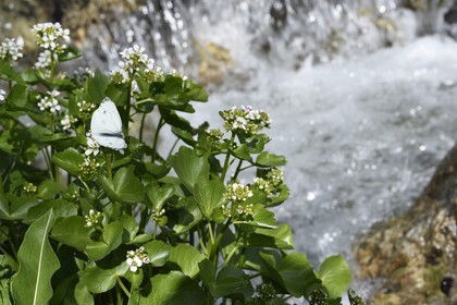 France, Alpes-Maritimes, parc national du Mercantour (Mercantour National Park), Valmasque valley, small white butterfly (Pieris rapae) on the edge of the torrent