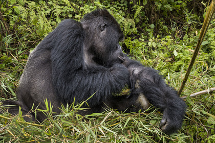 Rwanda, Province du Nord, Parc National des Volcans dans la chaine des Monts Virunga, mont Karisimbi, gorille des montagnes (Gorilla beringei beringei) du groupe Susa, male appelé dos argenté (silverback)