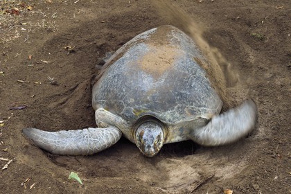 France, Ile de Mayotte, Grande-Terre, Kani-Keli, plage de N’Gouja, le Jardin Maoré, tortue (de mer) verte (Chelonia mydas) recouvrant de sable ses oeufs après la ponte